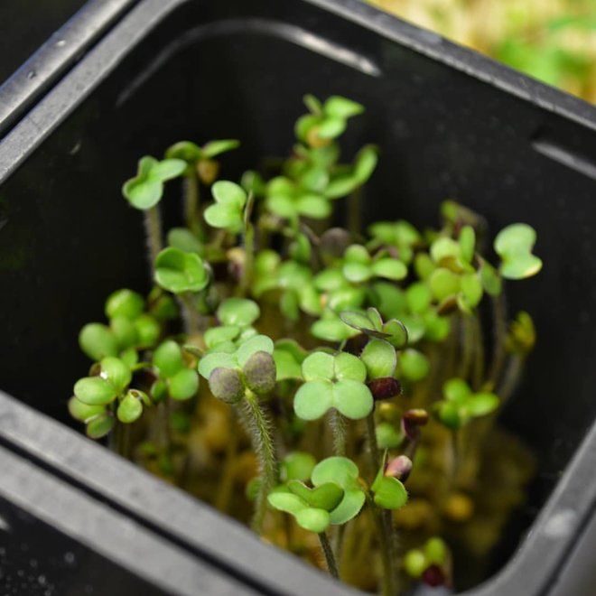  Instagram  @microgreens_belarus