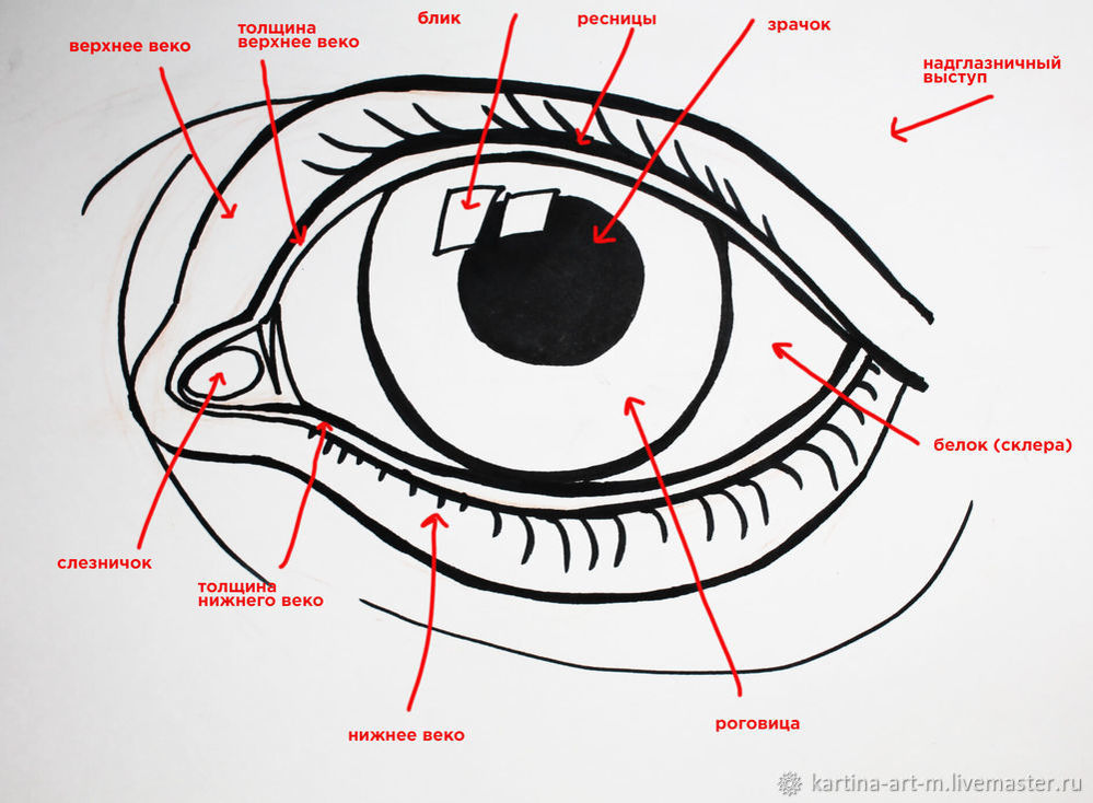 Как нарисовать глаз пастелью, фото № 3